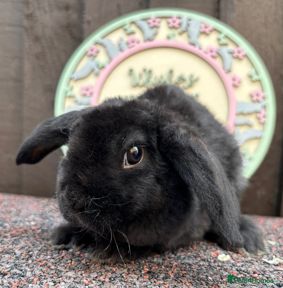 Mini Lop rabbits for sale: Mini Plush Lops - Image 4