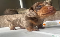 Dachshund dogs for sale: Miniature dachshund puppies  - Image 6