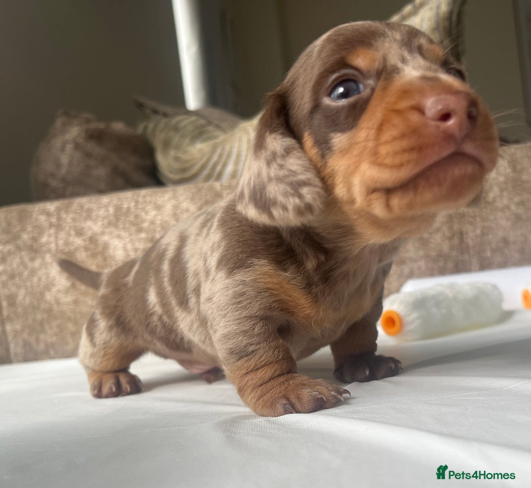 Dachshund dogs for sale: Miniature dachshund puppies  - Image 6