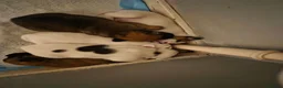Mixed Breed dogs for sale: Jack Russell mixed breed puppies - Advert 2