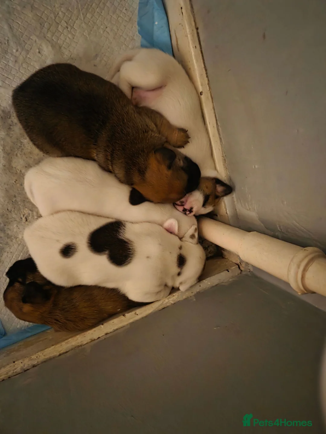 Mixed Breed dogs for sale: Jack Russell mixed breed puppies - Advert 2