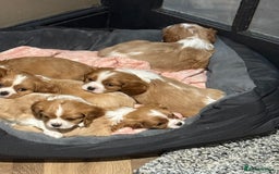 Cavalier King Charles Spaniel dogs for sale: King Charles Cavalier - Image 5
