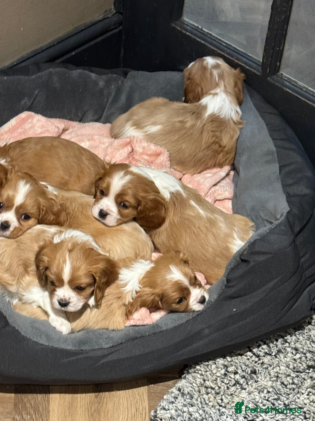 Cavalier King Charles Spaniel dogs for sale: King Charles Cavalier - Image 5