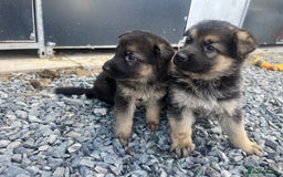 German Shepherd dogs for sale: German shepherd puppies  - Image 1