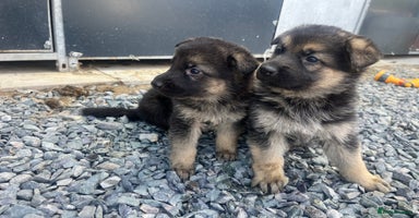German Shepherd dogs - Advert 2