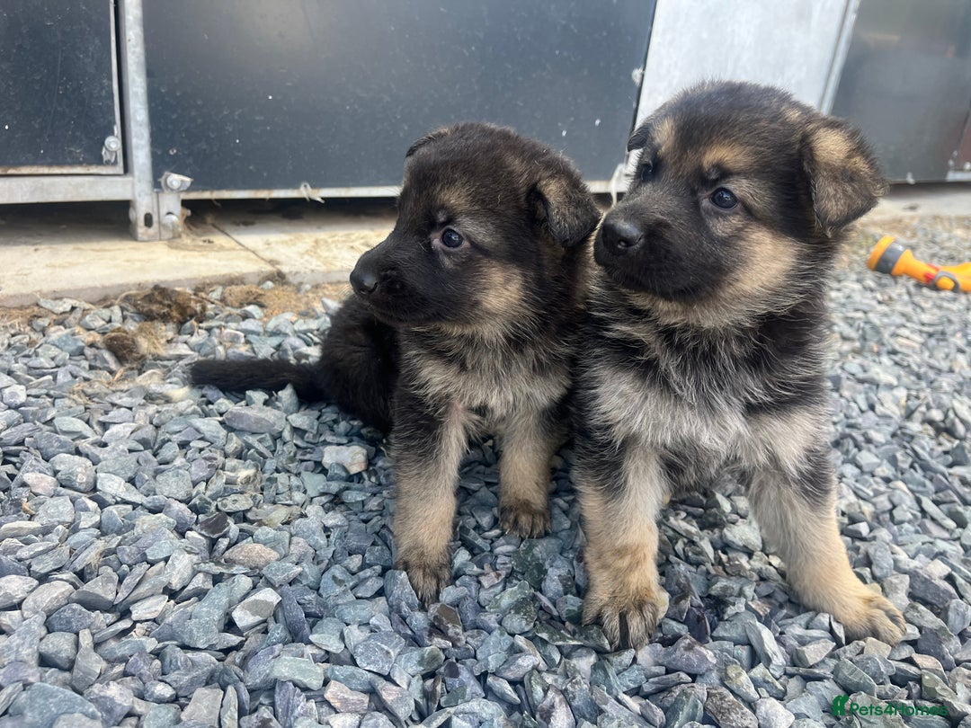 German Shepherd dogs for sale: German shepherd puppies  - Image 1