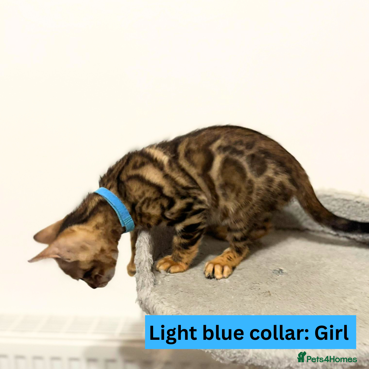 Bengal cats for sale: Luxury 5-Generation-Pedigree Bengal Kittens - Advert 10