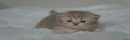 Munchkin cats for sale: Beautiful munchkin kittens - Advert 5
