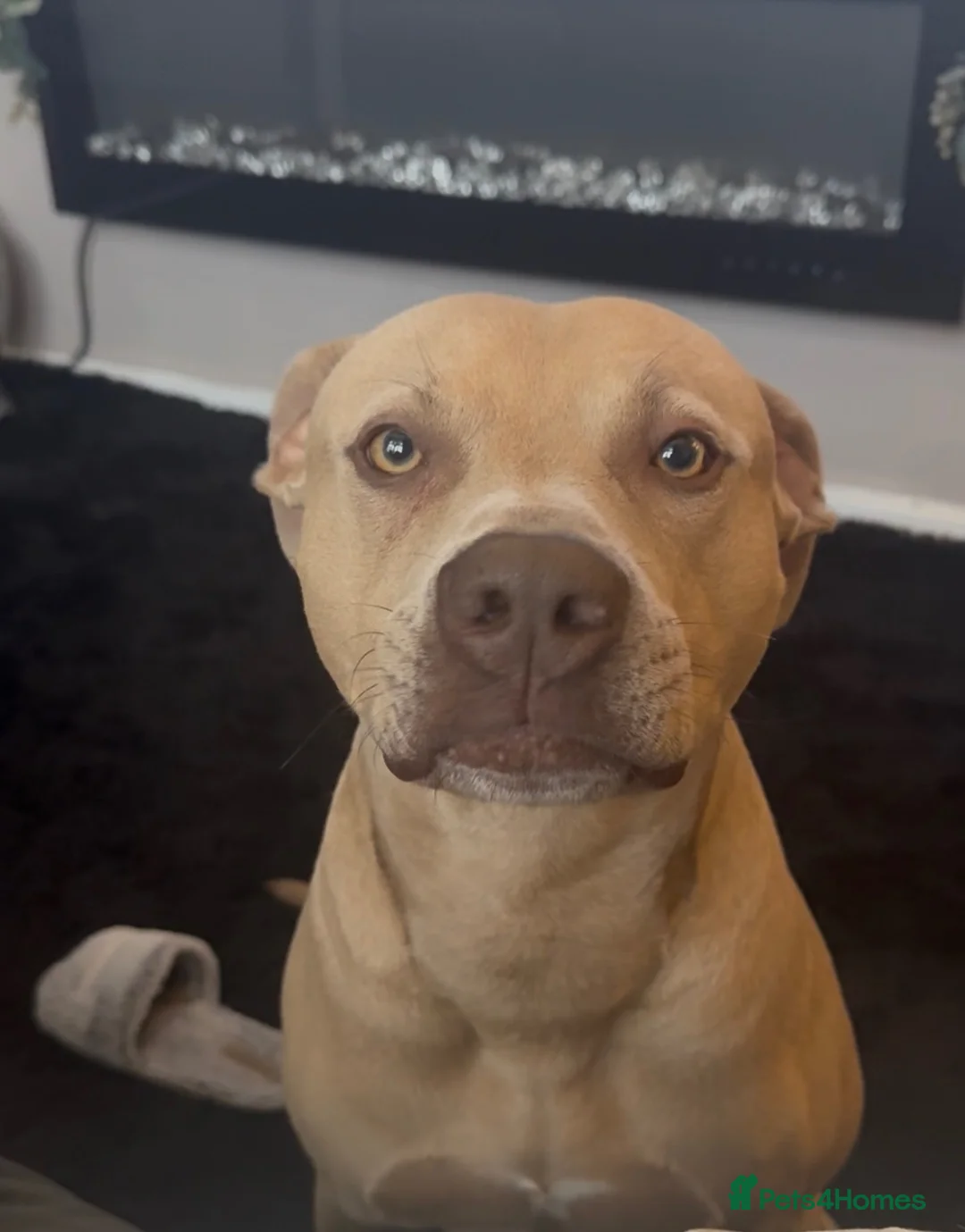 Staffordshire Bull Terrier dogs for sale: Loving frankie - Advert 2