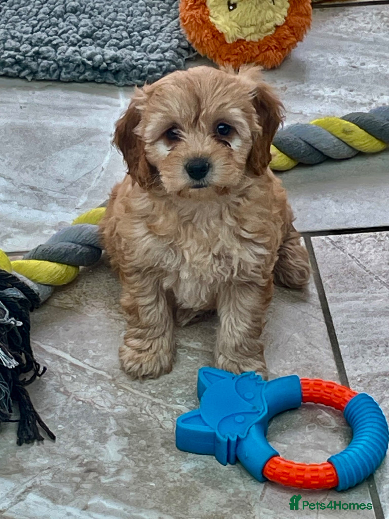 Cavapoochon dogs Stunning boys and girls - Advert 17