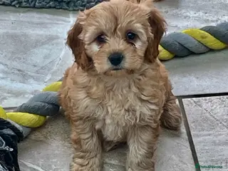 Cavapoochon dogs Stunning boys and girls - Advert 17