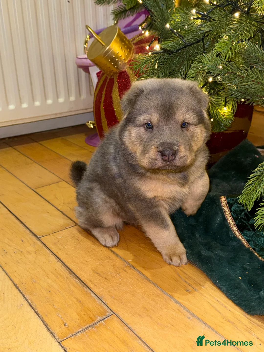 Shar Pei dogs for sale: Tan point bear and brush coat puppies - Advert 14