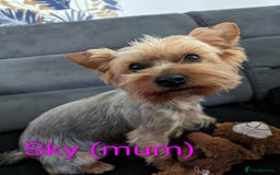 Yorkshire Terrier dogs for sale: Stunning yorkshire terriers for sale - Image 20