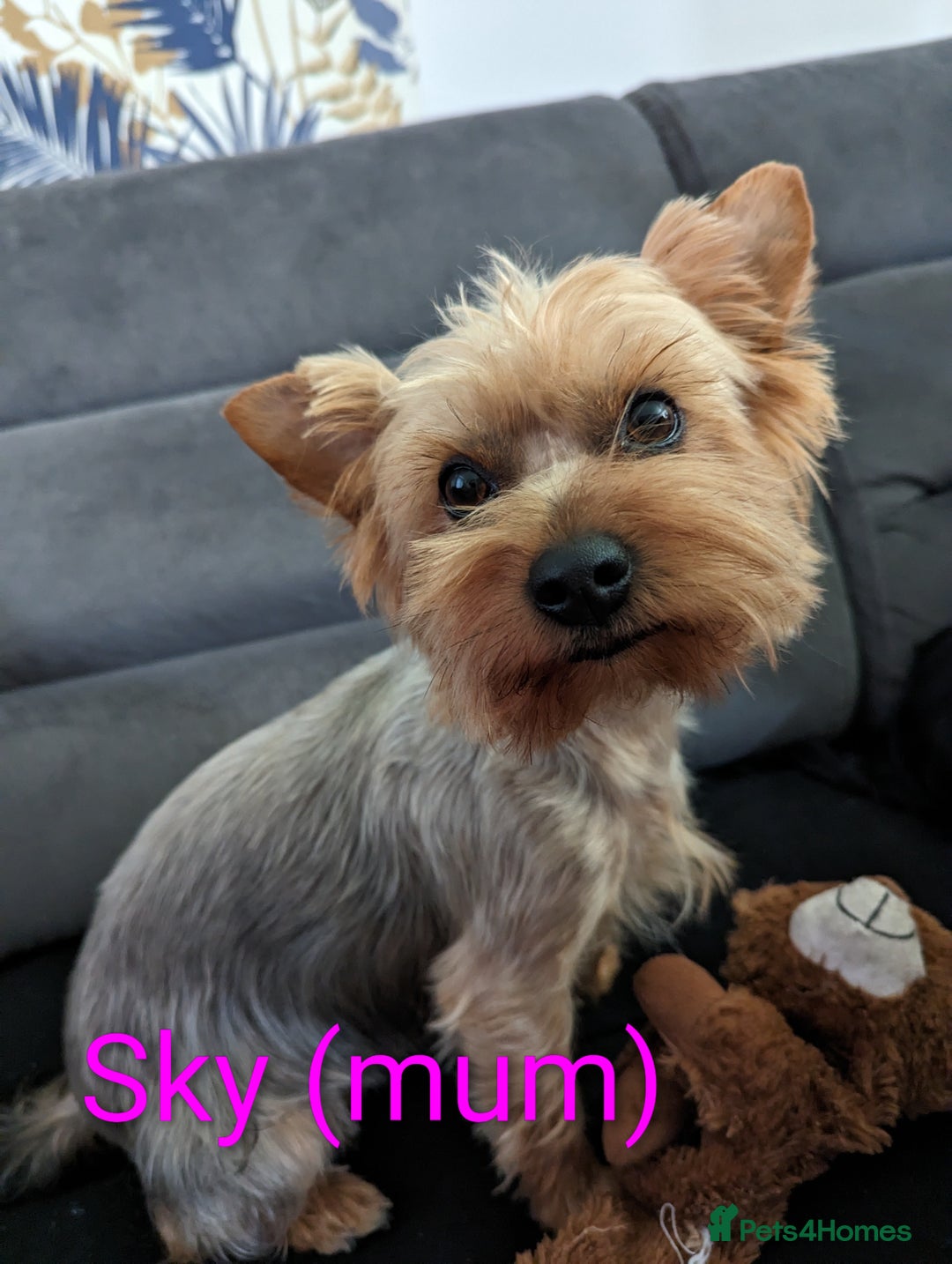 Yorkshire Terrier dogs for sale: Stunning yorkshire terriers for sale - Image 20