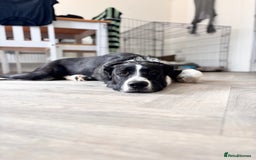 Mixed Breed dogs for sale: 7 month old Puppy  - Image 3