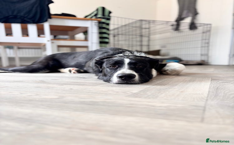 Mixed Breed dogs - Advert 1