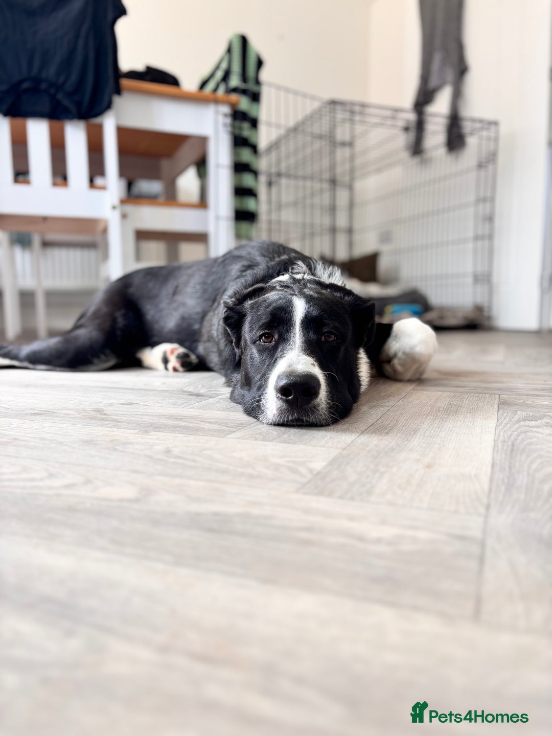 Mixed Breed dogs for sale: 7 month old Puppy  - Image 3