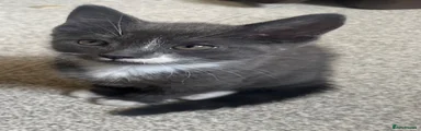 Domestic Shorthair 2
