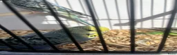 Budgerigars birds for sale: Stunning mutations  - Advert 10