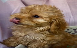 Cockapoo dogs for sale: CockerPoo  - Image 6
