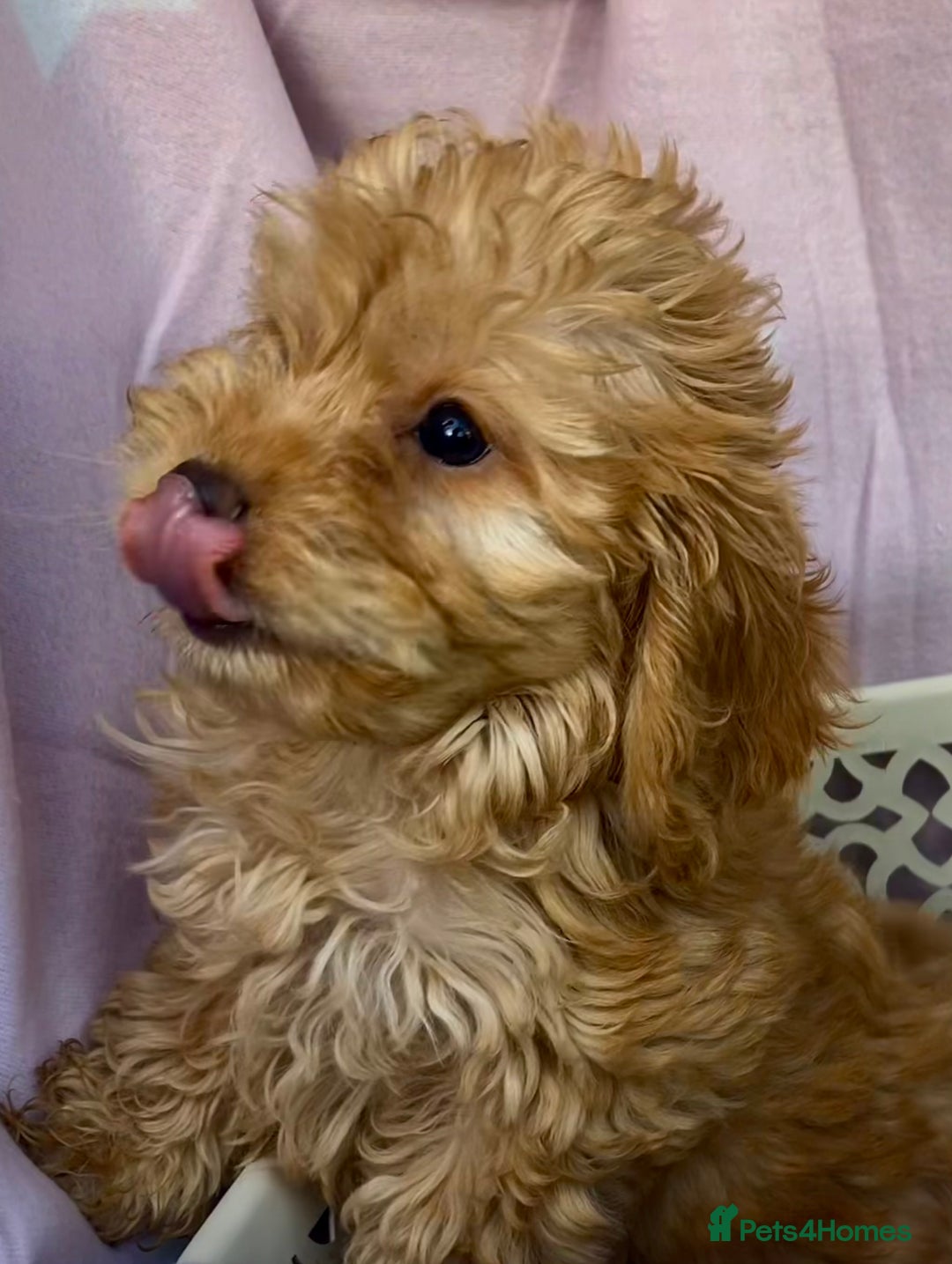 Cockapoo dogs for sale: CockerPoo  - Image 6