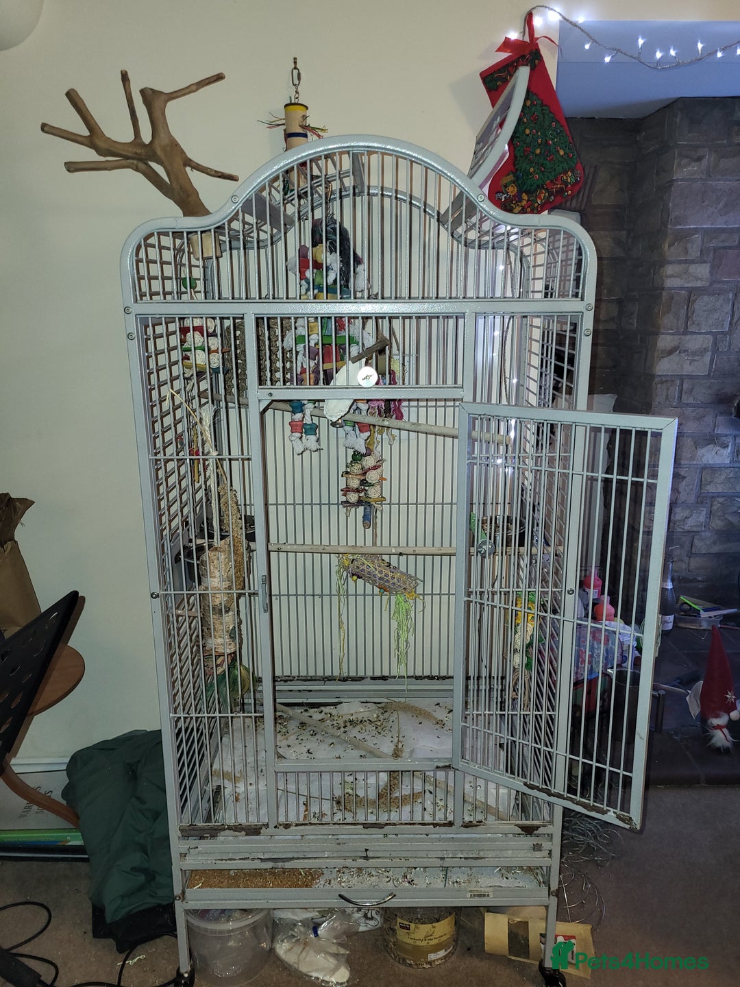 Cockatiels birds for sale: Lovely male looking for a home. - Advert 4