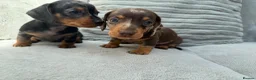 Miniature Dachshund dogs for sale: Gorgeous KC registered Miniature Dachshunds   - Advert 4