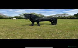 Friesian horses for sale: Gorgeous Friesian x Irish Draft  - Image 9