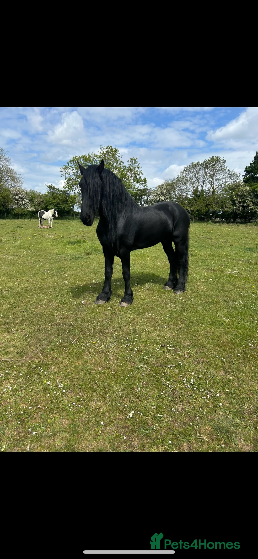 Friesian horses for sale: A Very Special Friesian x Irish Draught  - Advert 13