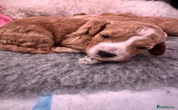 Poochon dogs - Advert 10
