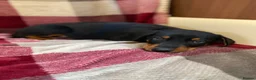 Mixed Breed dogs for sale: 🐾 STUNNING DOBERMAN × LURCHER PUPPIES 🐾 - Advert 7
