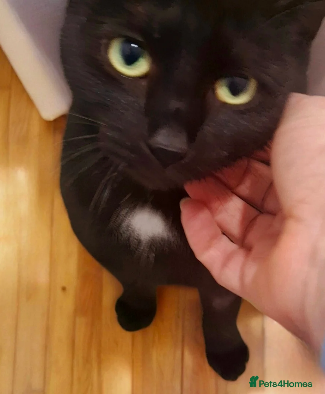 Domestic Shorthair cats for adoption: 🍀 Meet Clover – Little Miracle Girl for adoption - Advert 3