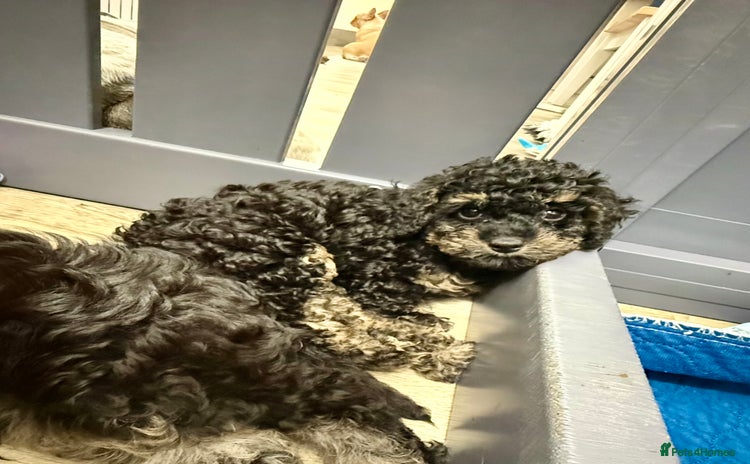 Cavapoo dogs - Advert 3