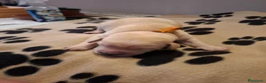 Labrador Retriever 5