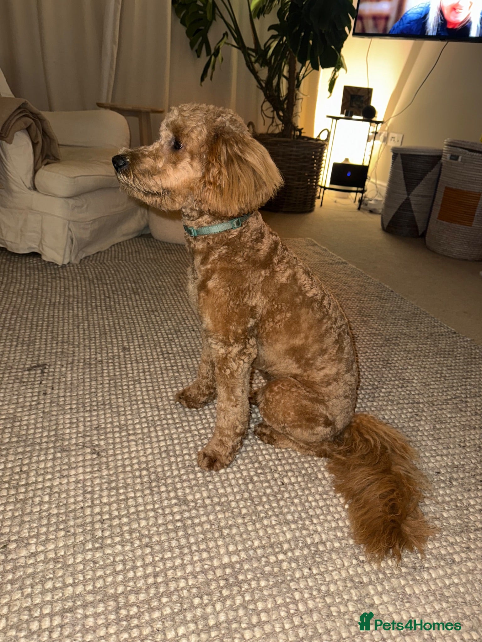 Australian Labradoodle dogs Australian double doodle puppies expected  - Advert 2