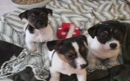 Jack Russell dogs for sale: Jack Russell pups - Image 28