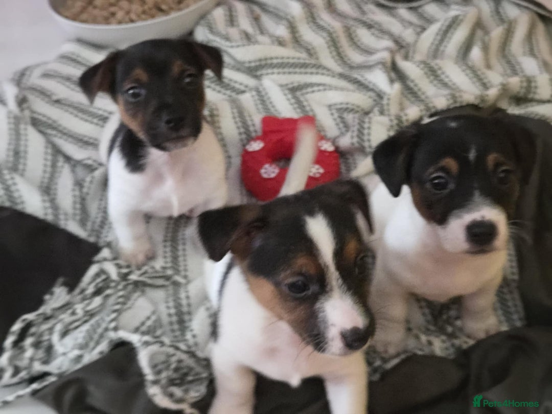 Jack Russell dogs for sale: Jack Russell pups - Image 28