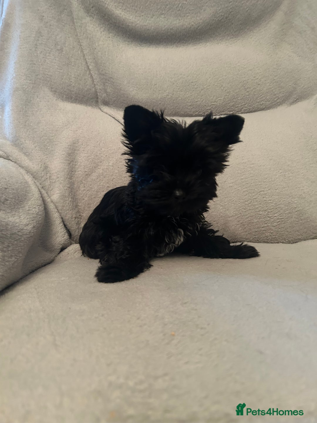 Biewer Terrier dogs for sale: Choco,black & ocean pearl Biewer Terrier - Advert 13
