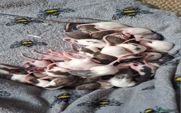 Rat rodents for sale: Baby rats - Image 7