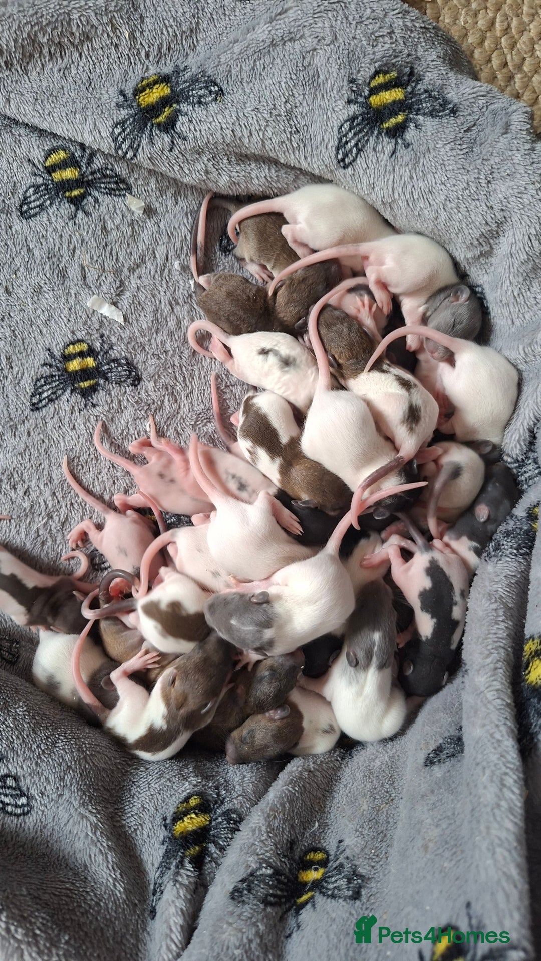 Rat rodents for sale: Baby rats - Image 7