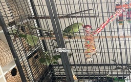 Ringnecks birds for sale: indian ring neck // cage - Image 5