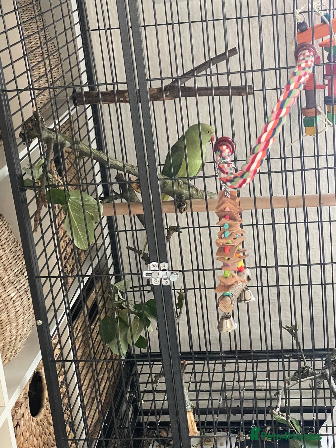 Ringnecks birds for sale: indian ring neck // cage - Image 5