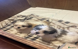 Shih Tzu dogs for sale: 2 beautiful Shih Tzu puppies for sale  - Image 1