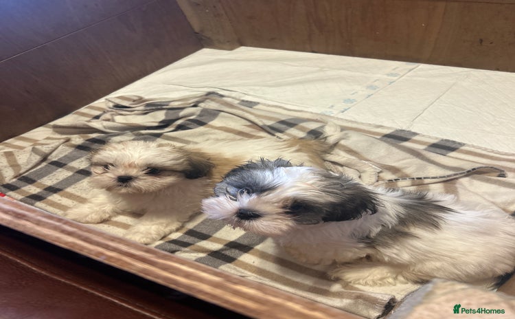Shih Tzu dogs - Advert 4