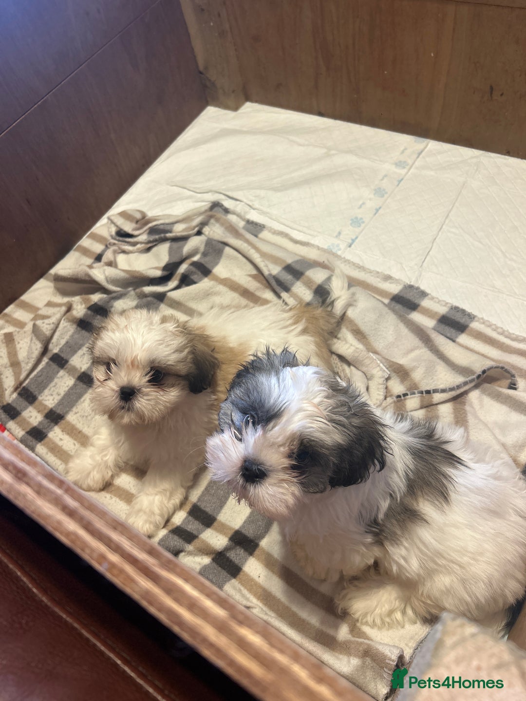 Shih Tzu dogs for sale: 2 beautiful Shih Tzu puppies for sale  - Image 1