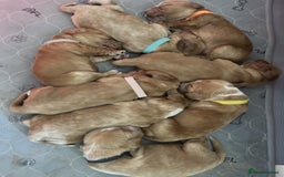 Cocker Spaniel dogs for sale: Stunning Show type Cocker Spaniels - Image 4