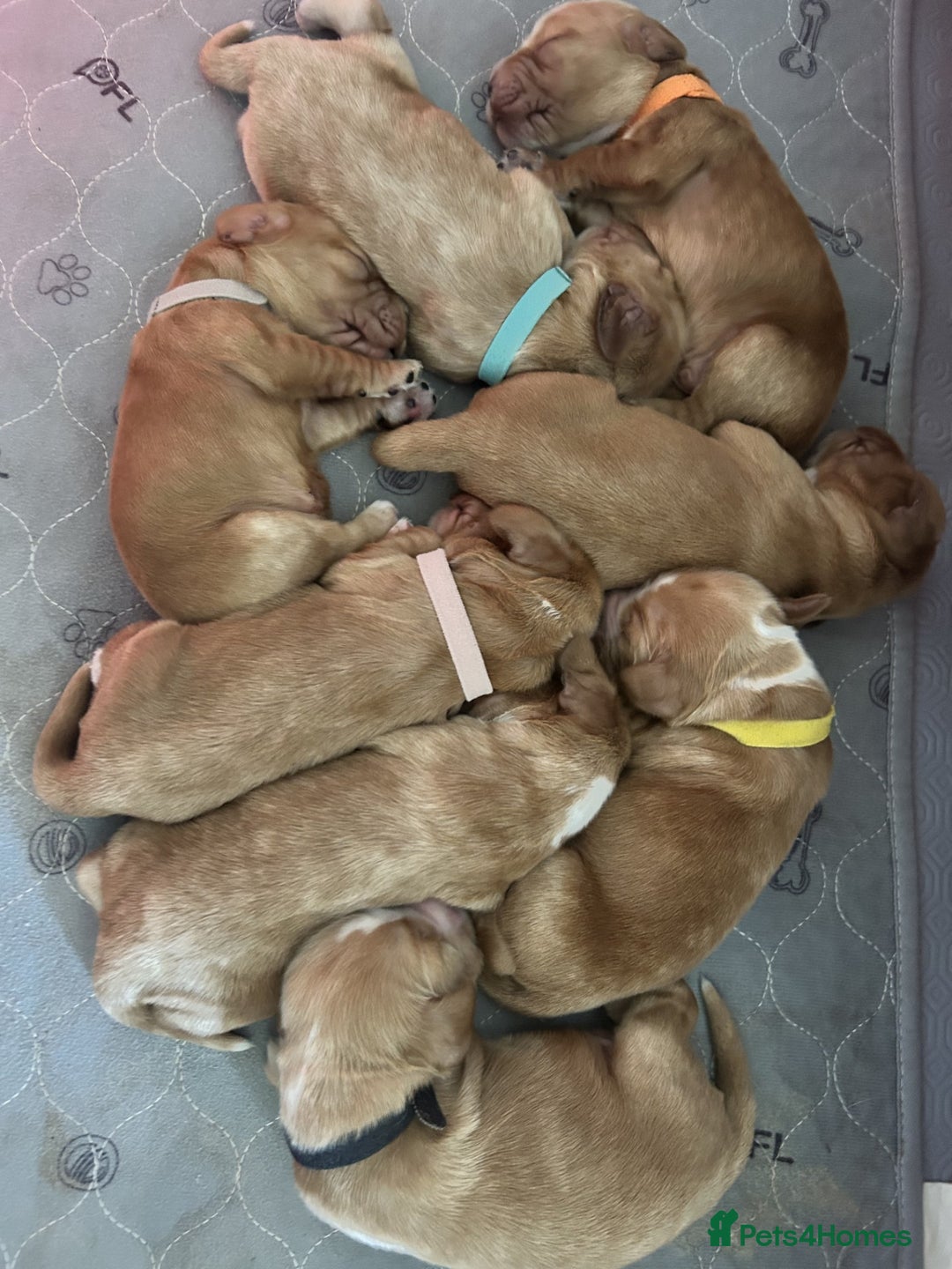 Cocker Spaniel dogs for sale: Stunning Show type Cocker Spaniels - Image 4