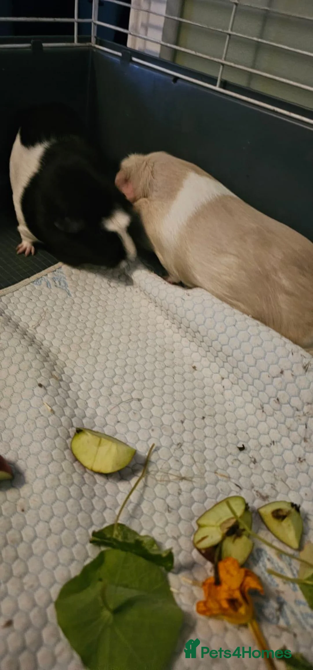 Guinea Pig rodents for sale: 2x female guinea pigs  in Abergavenny - Advert 2