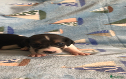 Beagle dogs for sale: 💕Health tested beagle puppies 💕 - Advert 3