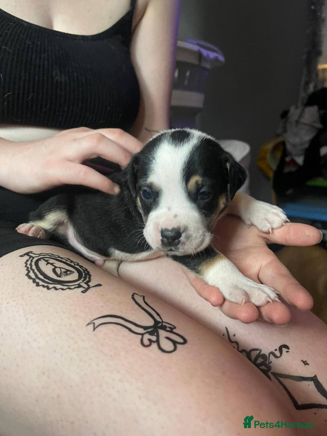 American Bull Staffy dogs for sale: 4 BEAUTIFUL PUPPIES - Image 2